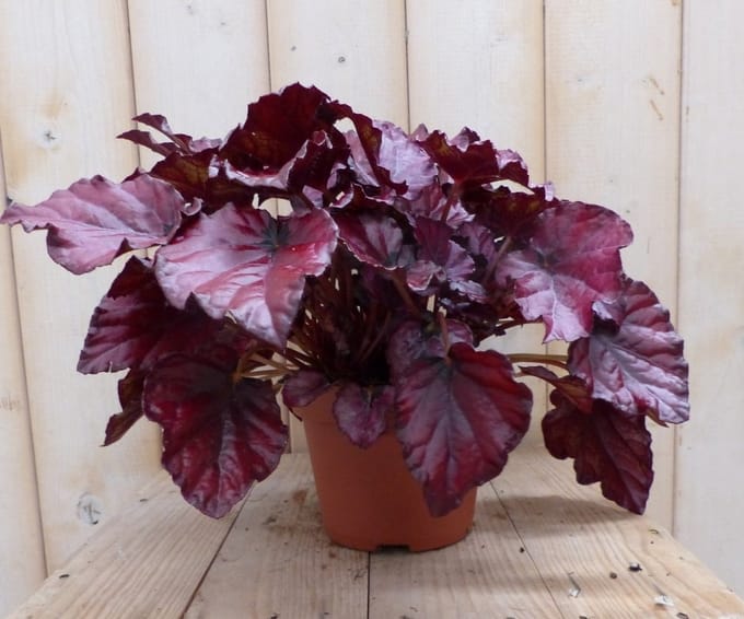 Warentuin natuurlijk - 2 stuks! Kamerplant Bladbegonia donkerroze