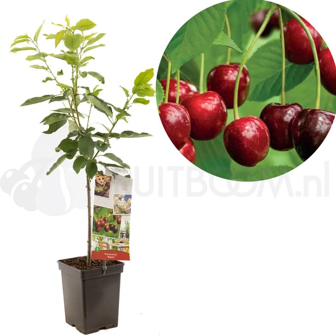 Prunus avium Regina Patio Fruithof