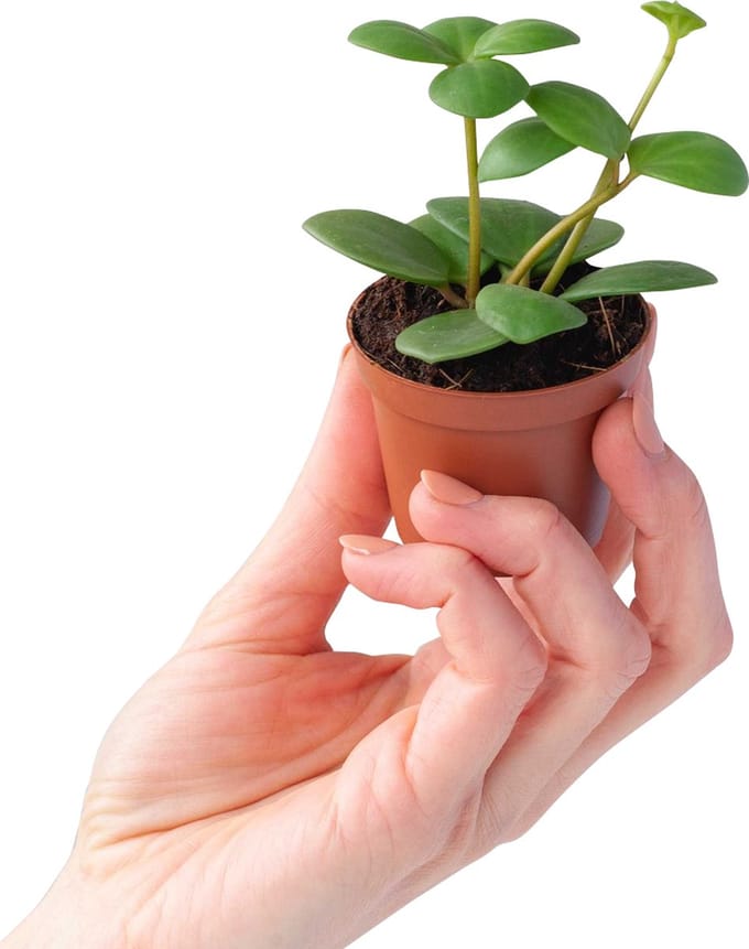 PLNTS - Baby Peperomia Hope (Dwergpeper) - Kamerplant - Kweekpot 6 cm - Hoogte 15 cm