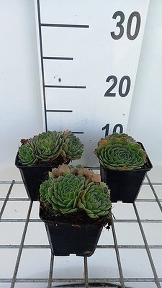 6x Huislook - Sempervivum grandiflorum | 9x9 cm pot