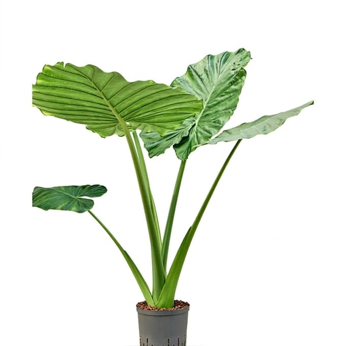 Hydroplant Alocasia Macrorrhizos
