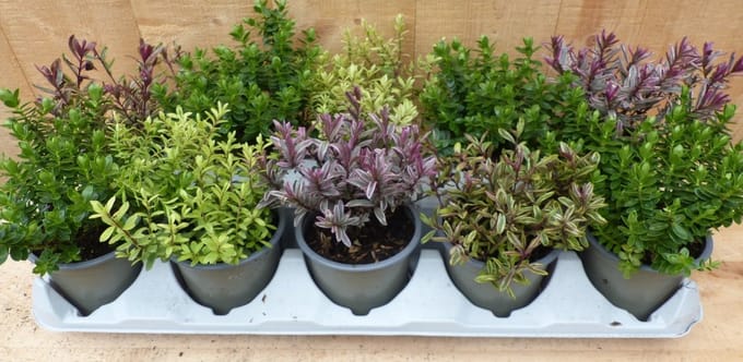 Warentuin natuurlijk - Hebe mini struikjes 10 potjes in tray kleur mix