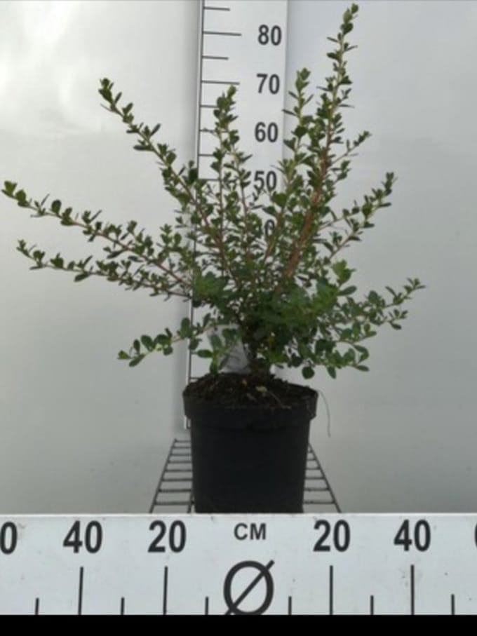 Escallonia hybr. 'Donard Seedling' - Escallonia 40- 50 cm in pot