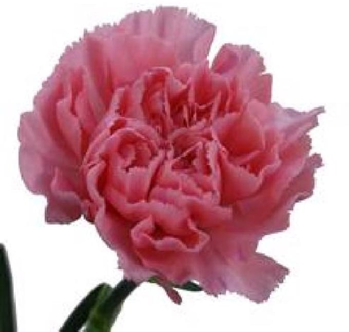 20x Dian.st.pink montezuma 60cm