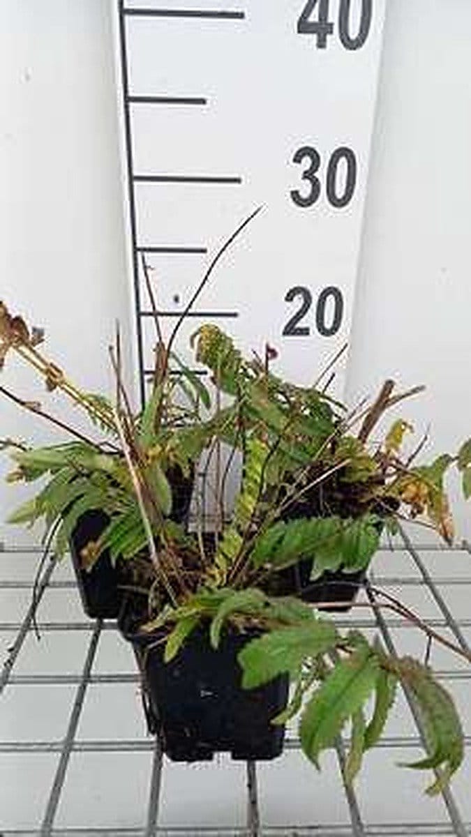 6x Sanguisorba - Sanguisorba tenuif. 'Pink Elephant' | 9x9 cm pot