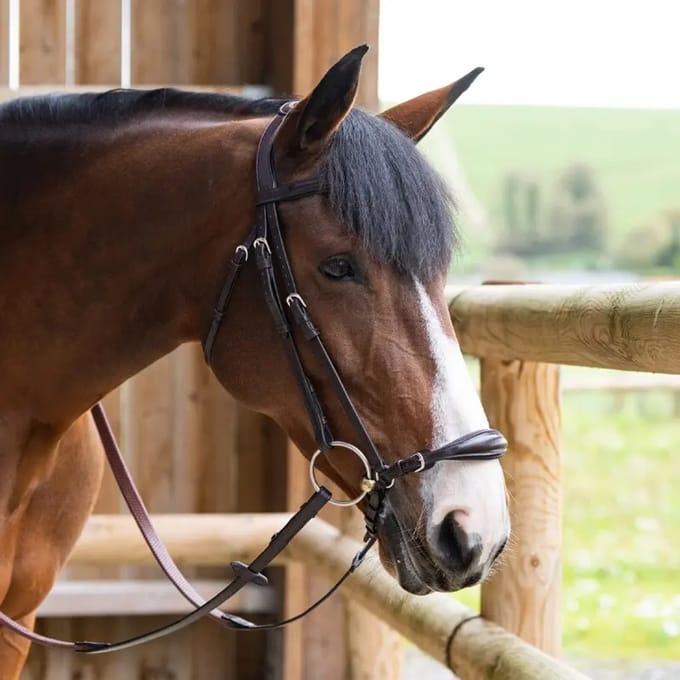Muserolle gekruist voor Duitse paard Jump'In Evolution Origin