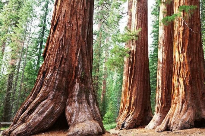 Fotobehang - Sequoia 375x250cm - Vliesbehang