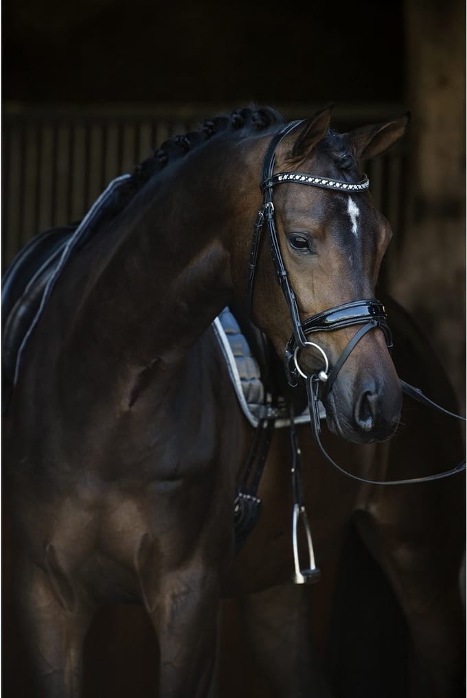 Show-time - Hoofdstel Armani - Zwart - Maat Cob