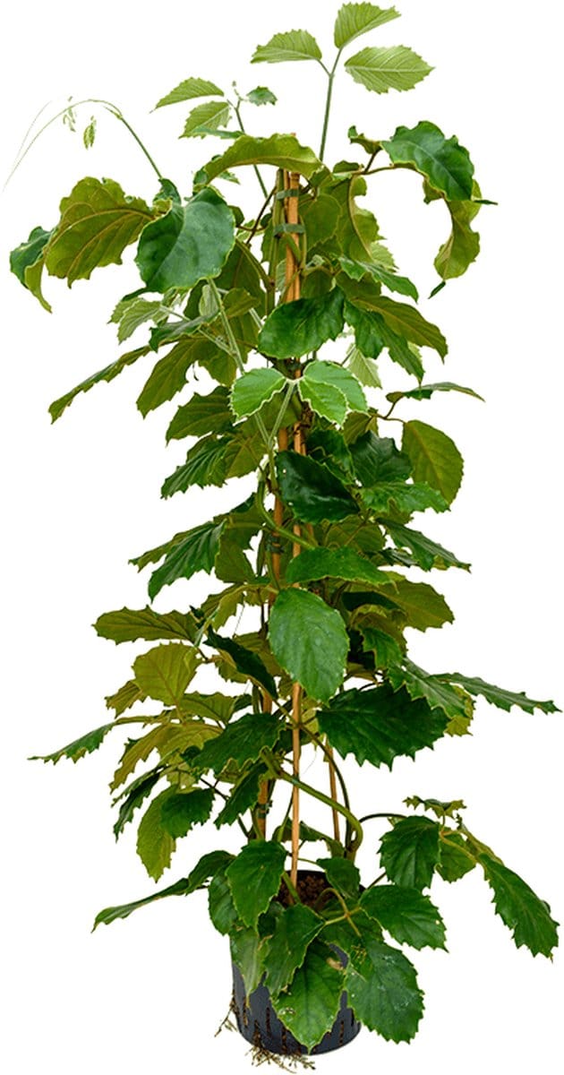 Hydroplant Tetrastigma Voinierianum