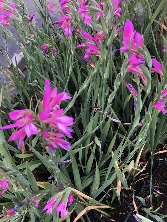 6x Byzantijnse gladiool - Gladiolus communis subsp. byzantinus | 9x9 cm pot