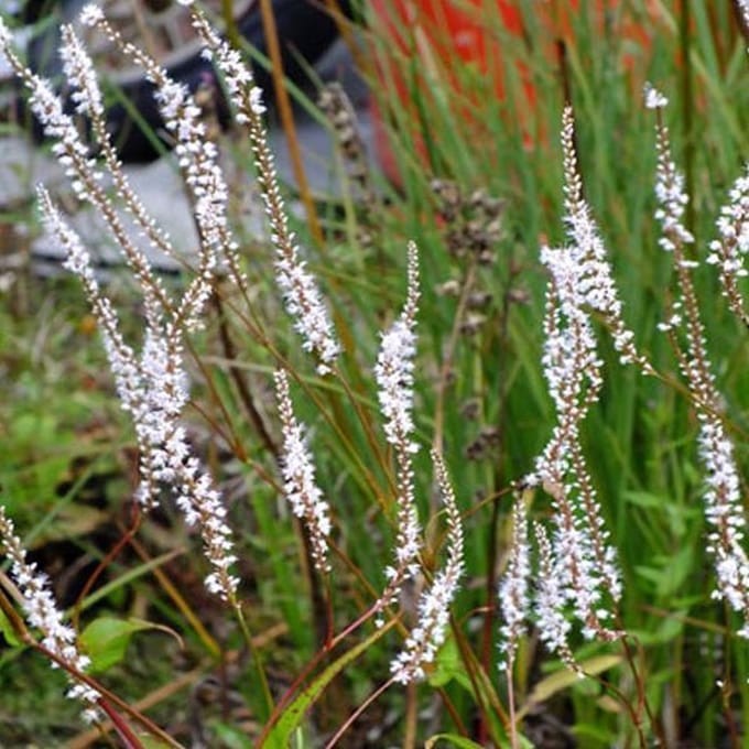 3 x Persicaria Amplexicaulis 'Alba' - Adderwortel pot 9x9cm