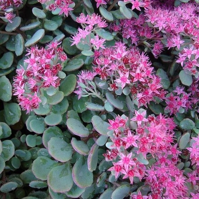 6 x Sedum Cauticola 'Lidakense' - Vetkruid pot 9x9cm