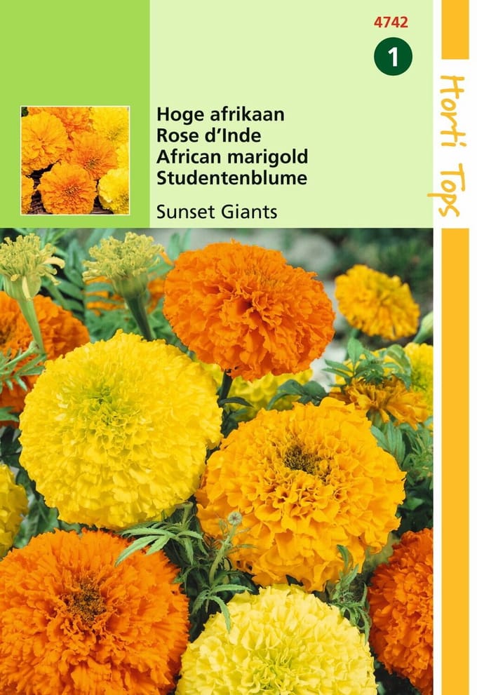 2 stuks - Hortitops - Tagetes Erecta Sunset Giants Gem.