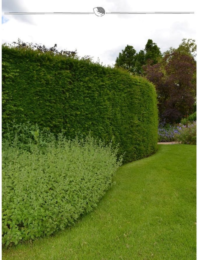 Venijnboom Taxus baccata 200-225 cm, 40x Haagplant