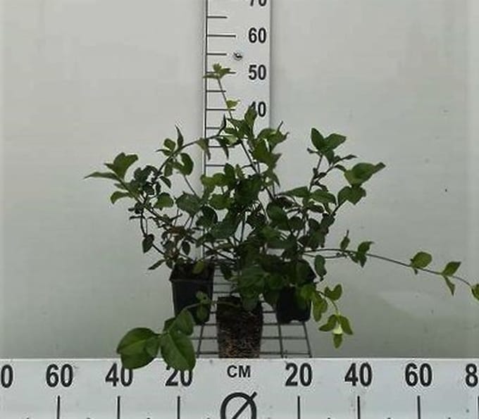 12x Kruipende Kardinaalsmuts - Euonymus fort. 'Dart's Blanket' | 9x9 cm pot