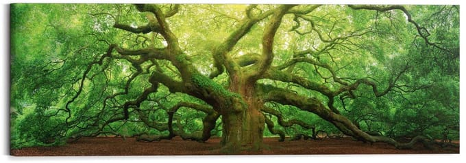 Schilderij Oude eik - 40 x 118 - Hout - REINDERS