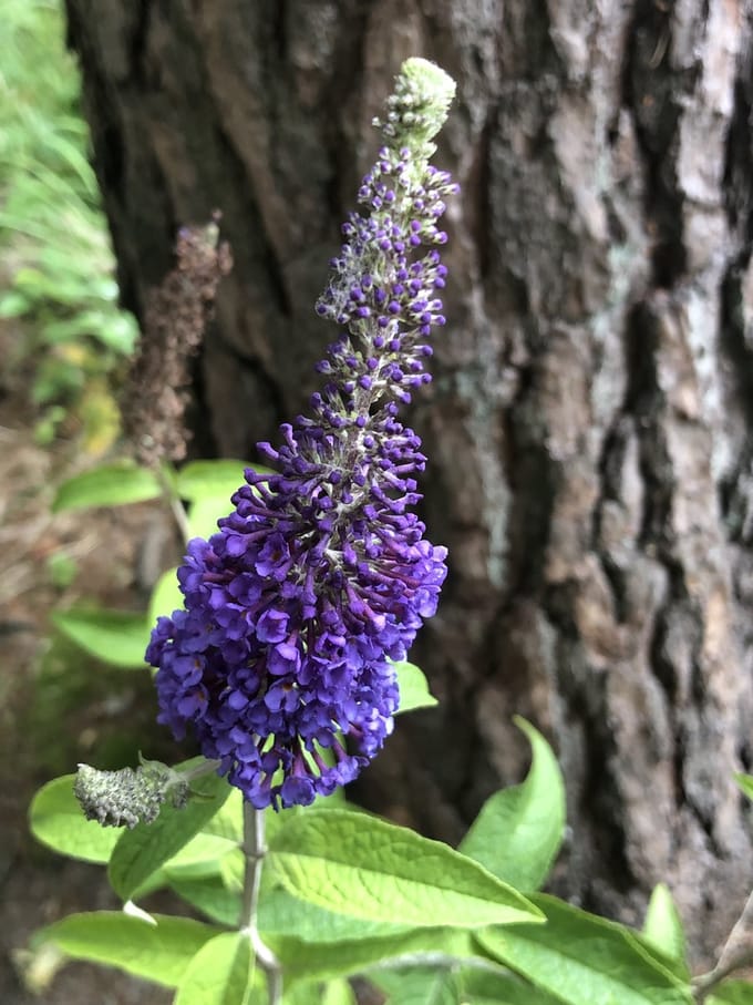 Buddleja davidii ' Empire Blue' - Vlinderstruik 40 - 60 cm in pot