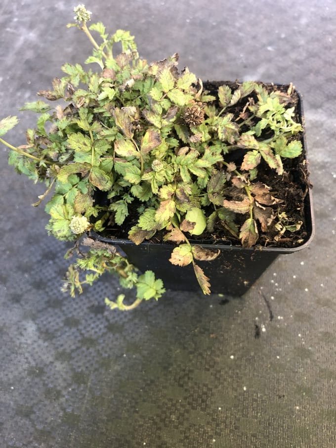 6x Stekelnootje - Acaena magellanica | 9x9 cm pot