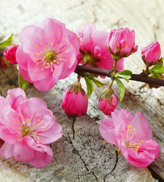 Fotobehang - Sakura 225x250cm - Vliesbehang