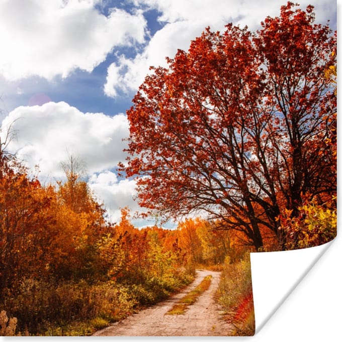 Poster Boom - Pad - Herfst - 100x100 cm XXL