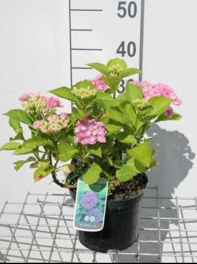 Hydrangea macr. 'Bodensee' - Boerenhortensia, Bolhortensia 25- 30 cm in pot