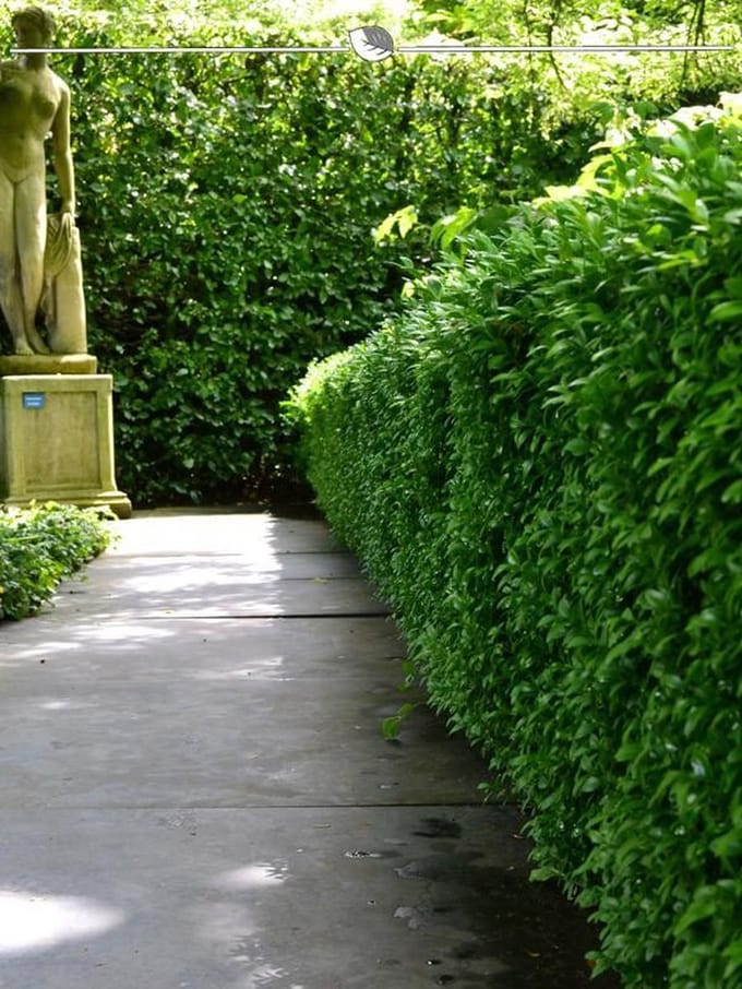 Laurier Prunus Novita 60-80 cm, 30x Haagplant
