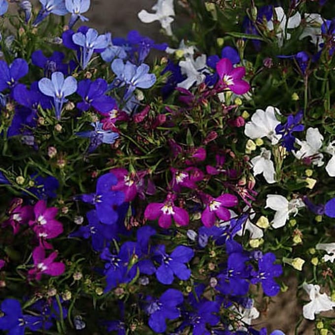 Lobelia zaden - Lobelia String of Pearls