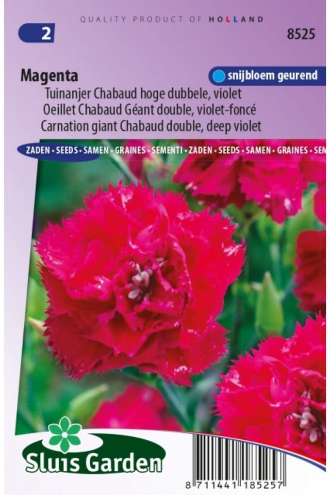 Sluis Garden - Tuinanjer, Anjer Chabaud Magenta (Dianthus)