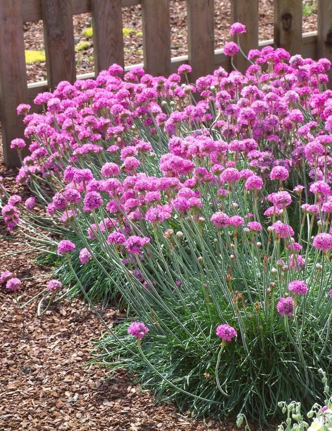 Armeria m. Splendens - Set van 12 - Engels gras - Roze Rode Bloem - Pot P9 - Wintergroen