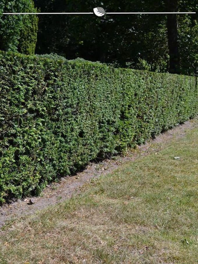 Venijnboom Taxus baccata 60-80 cm, 12x Haagplant