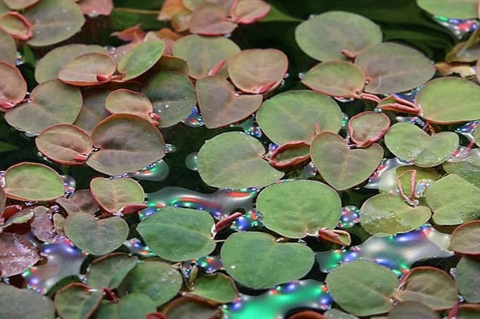 Moerings Phillanthus | Fluitans | Op Schaal 200cc