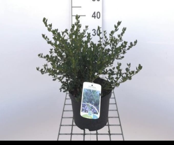 Ceanothus impr. 'Victoria' - Amerikaanse Sering , Sikkelbloem 25- 30 cm in pot