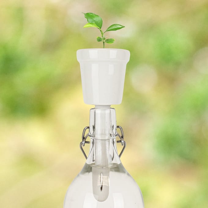 Gift Republic Botanical Bottles - Kweekset Koffie Plant