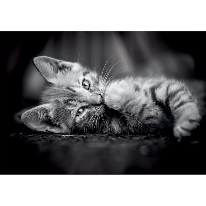 Clementoni - Puzzel - 1000 Stukjes - Kitty Compact Box - High Quality Collection