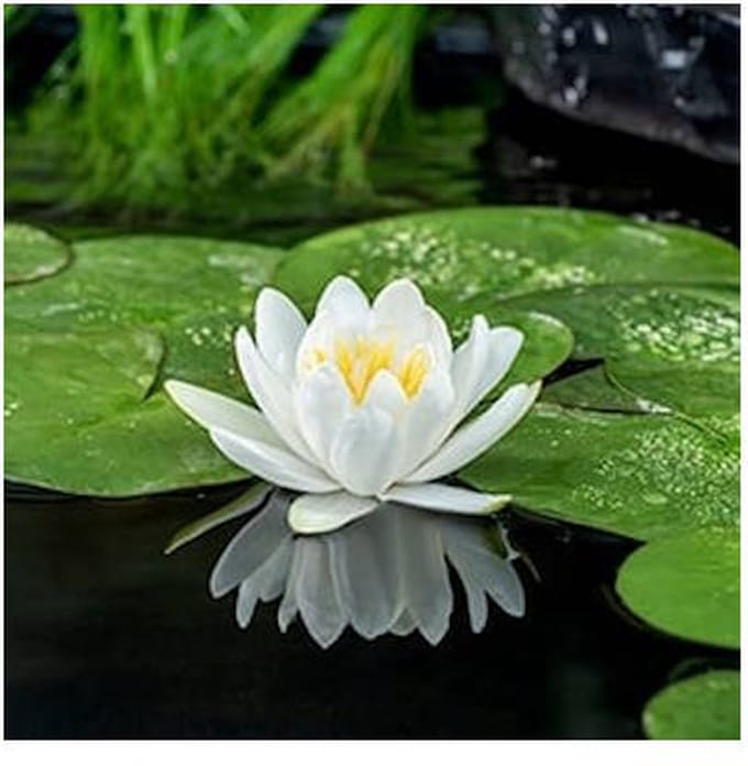 Moerings Nymphaea Gladstoniana | Waterlelie | In 3L Mand
