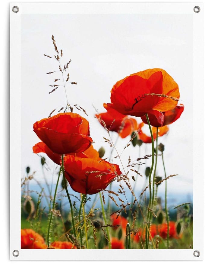 Tuinposter Klaprozen - 80 x 60 - Canvas - REINDERS