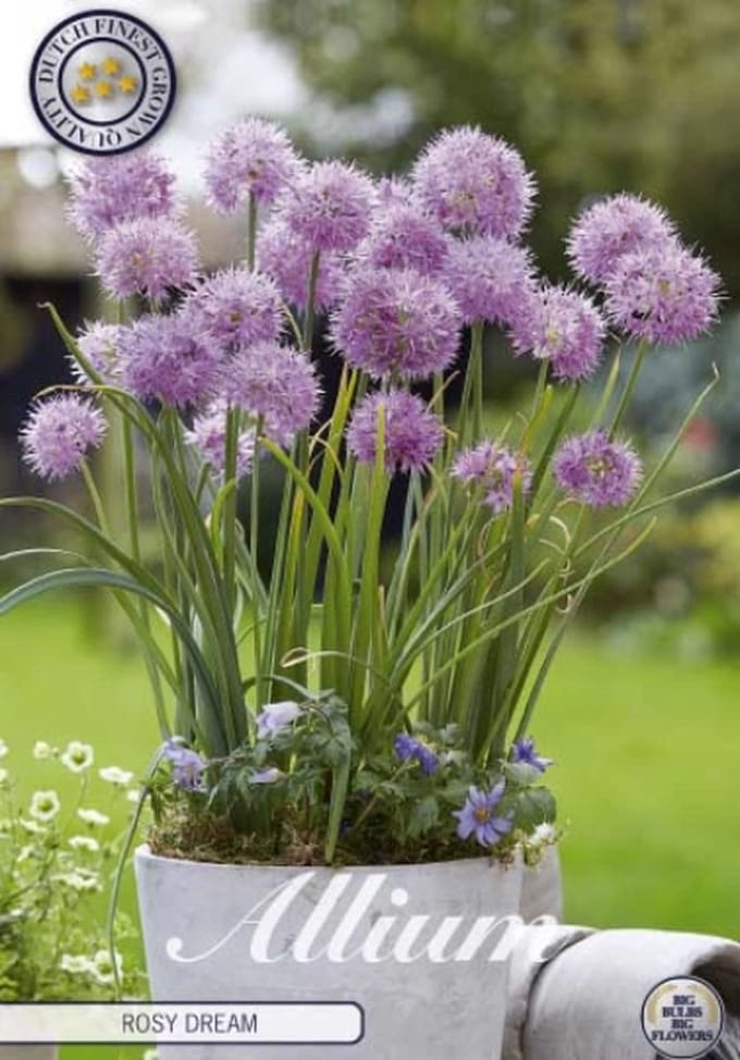 Dutch Finest Quality bloembollen Allium Rosy Dream x 10 bloembollen 5/6s