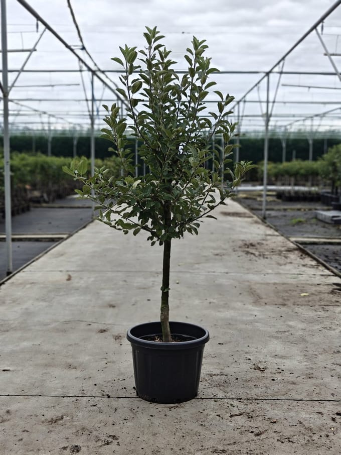 Malus domestica - Oude Appelboom 'Ecolette' - Onderstam M9 - 45L pot - ca. 2m