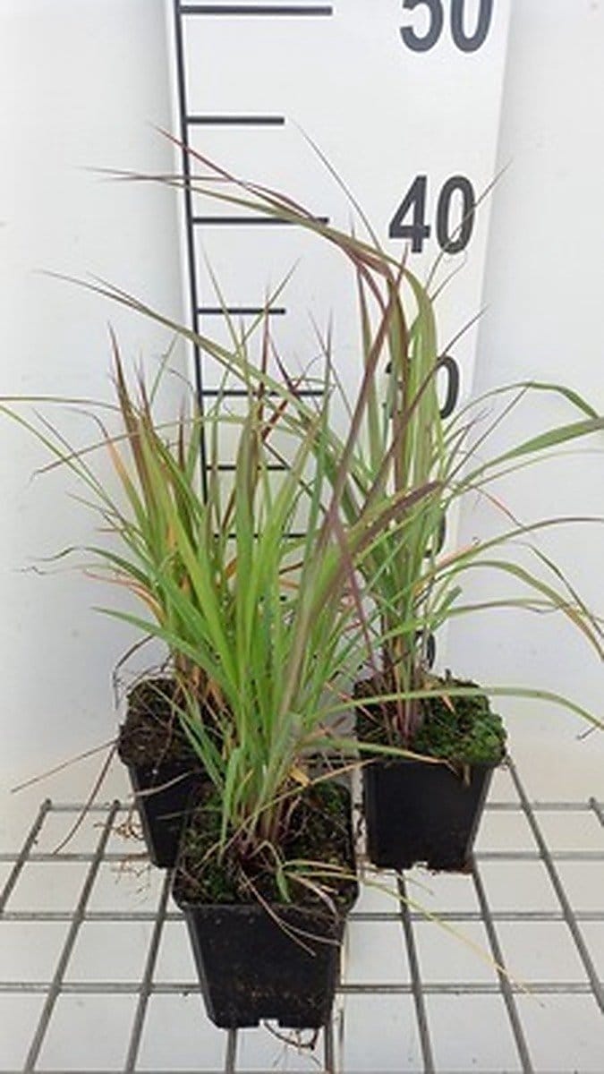 6x Baardgras - Andropogon gerardii | 9x9 cm pot