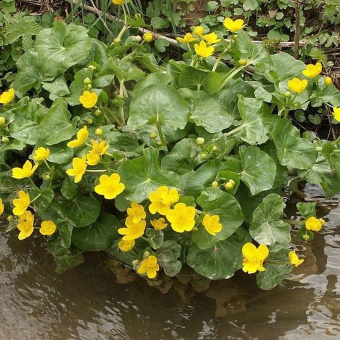 6 x Caltha Palustris - Dotterbloem pot 9x9cm