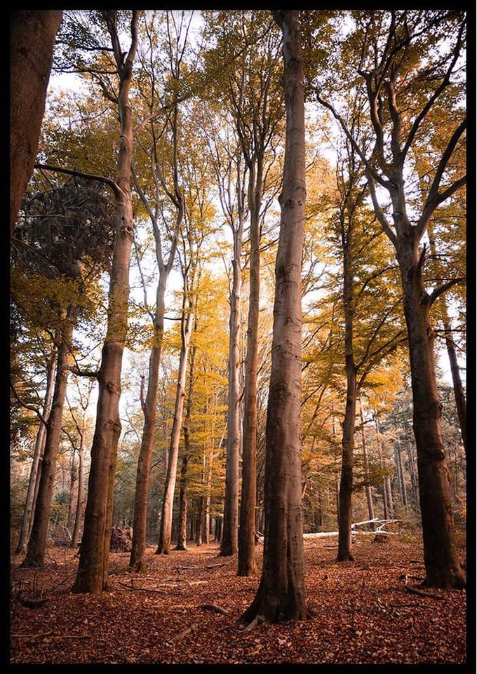 Herfstbomen Poster - 30x40cm – WALLLL