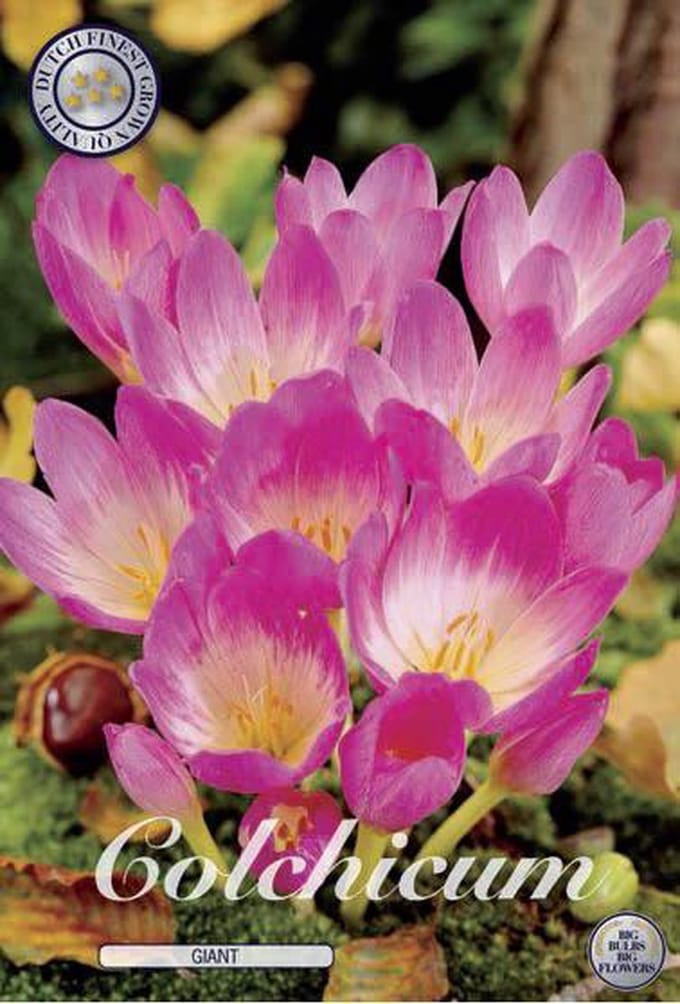 Colchicum Giant
