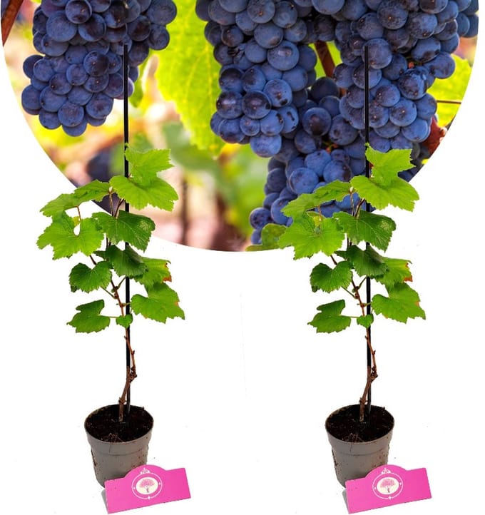 Set van 2 Druiven - Vitis vinifera 'Rondo' - Hoogte 40cm - 9cm pot