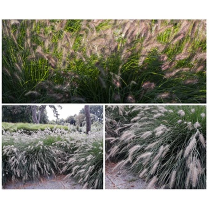 Set Lampenpoetsergras planten: 4