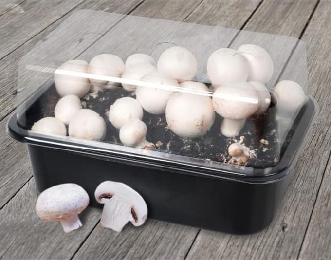 Kweekset champignons - set van 3 stuks