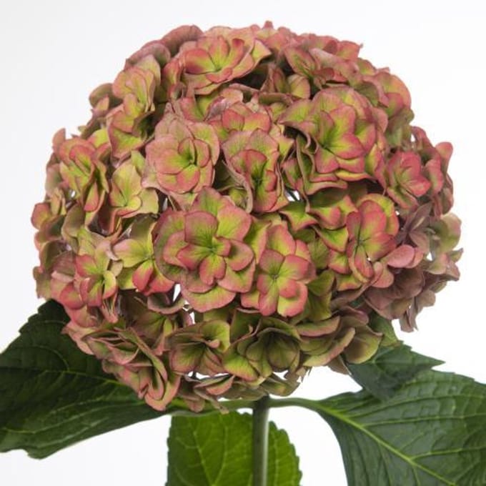 5x Hydr.royal anastasia classic 80cm