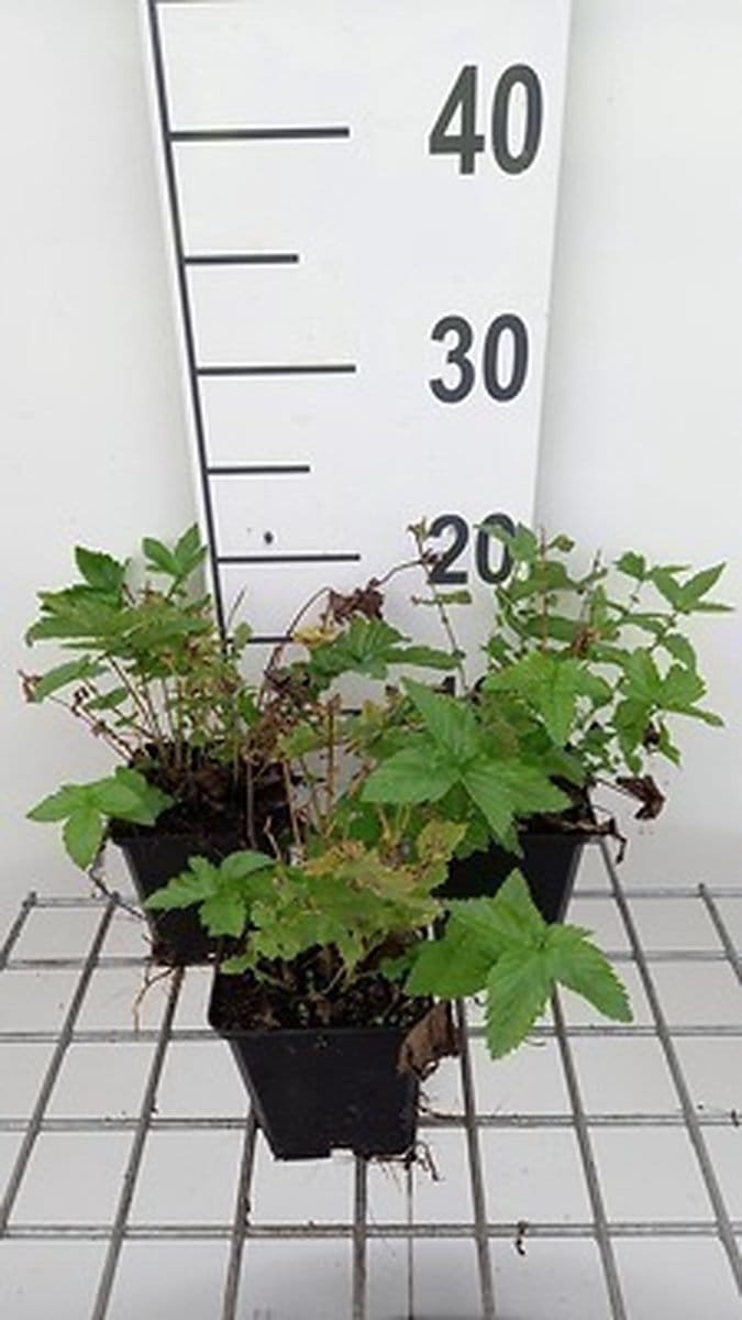 6x Mourasspirea - Filipendula ulm. 'Plena' | 9x9 cm pot