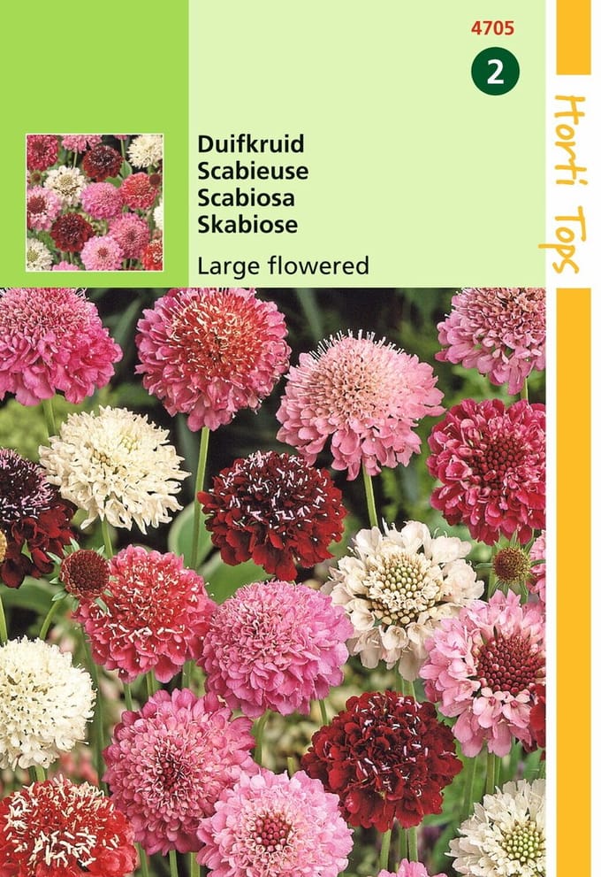 2 stuks - Hortitops - Scabiosa Atropurpurea Gem.