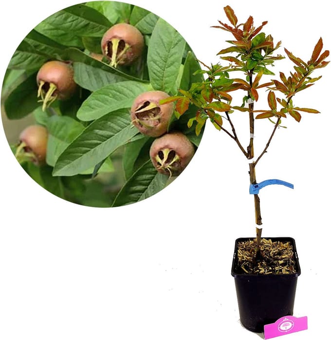 Mespilus Germanica 'Westerveld', Mispel, 5 liter pot