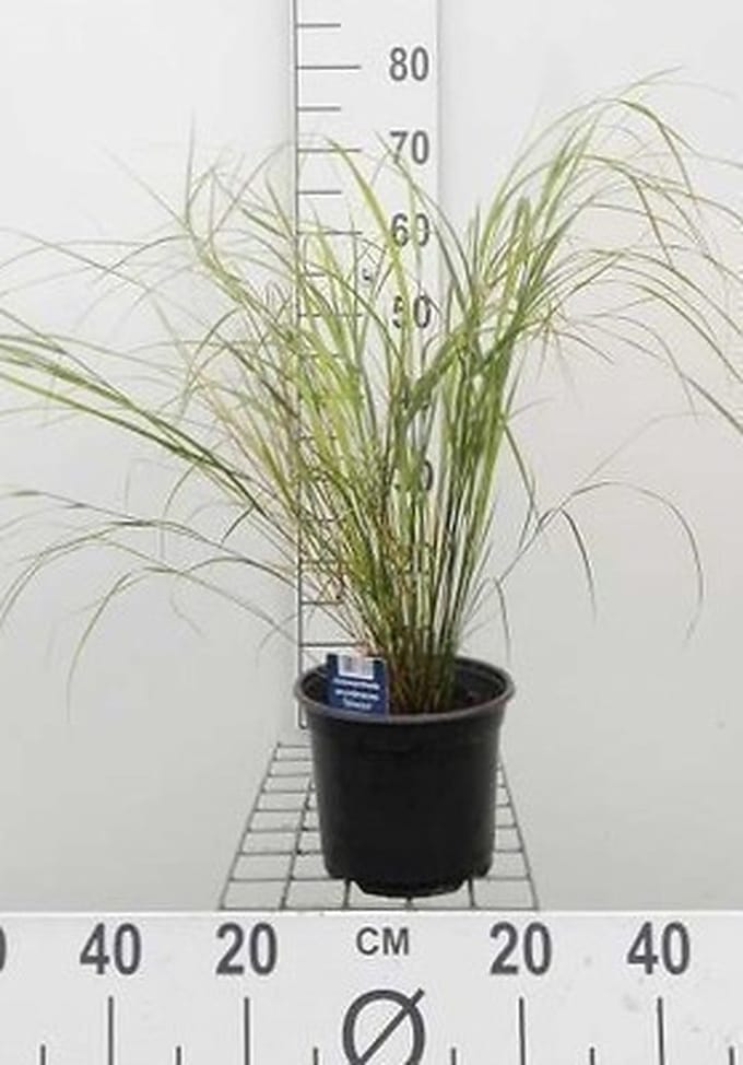 Struisriet - Calamagrostis arundinacea (anemanthele/stipa ar) | 3 liter pot